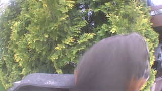 american robin