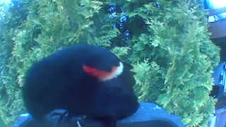 red-winged blackbird