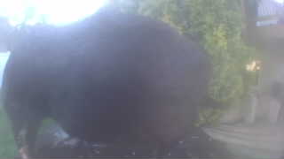 Unidentified clip