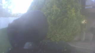 Unidentified clip