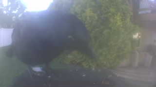 american crow