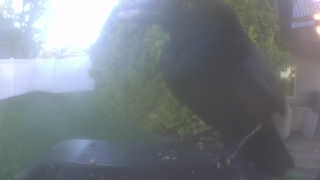 common grackle