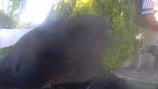 american crow