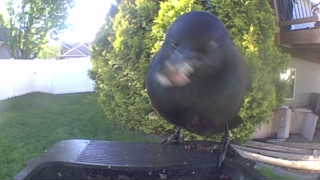 red-winged blackbird