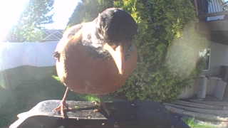 american robin