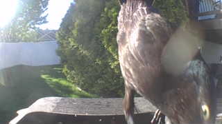 cooper's hawk