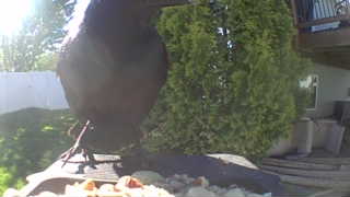 common grackle