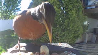 american robin