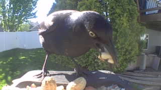 common grackle