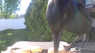 common grackle