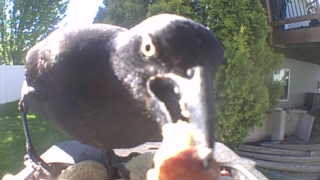 common grackle