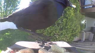 european starling