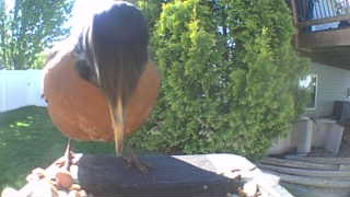 american robin