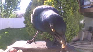 common grackle
