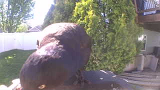 rock pigeon