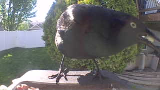 common grackle