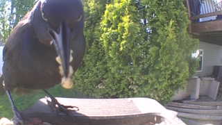 common grackle