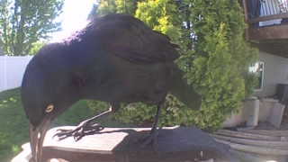 common grackle