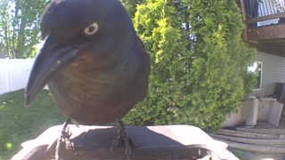 common grackle