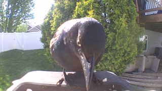 common grackle