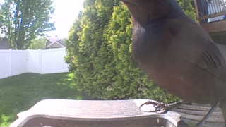 common grackle