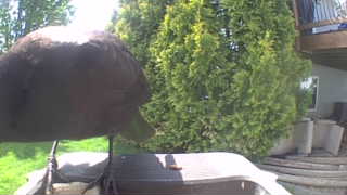 wild turkey