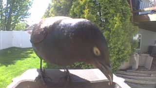 common grackle