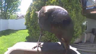 common grackle