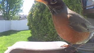 american robin