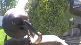 american crow