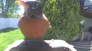 american robin