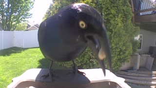 common grackle