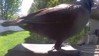common grackle
