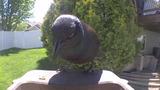 american crow