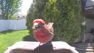 house finch