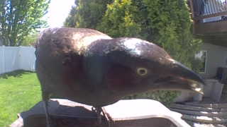common grackle