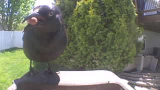 american crow