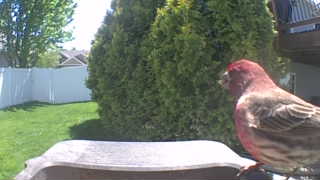 house finch