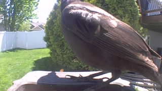 common grackle