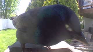 common grackle