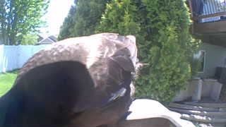 wild turkey