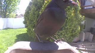 american crow