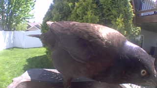 common grackle
