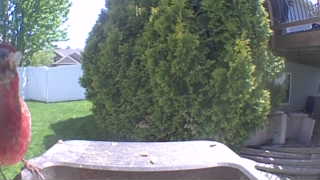 purple finch