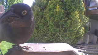 rock pigeon