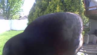 american crow