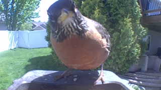 american robin