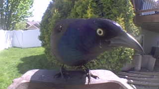 common grackle