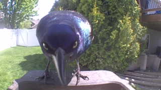 common grackle