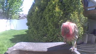 pine grosbeak